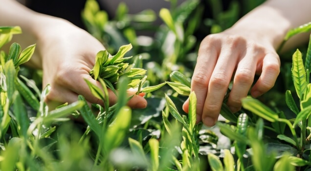 ブランドストーリー・ブランディング動画